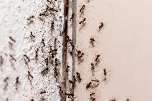 Ants crawling in a crevice