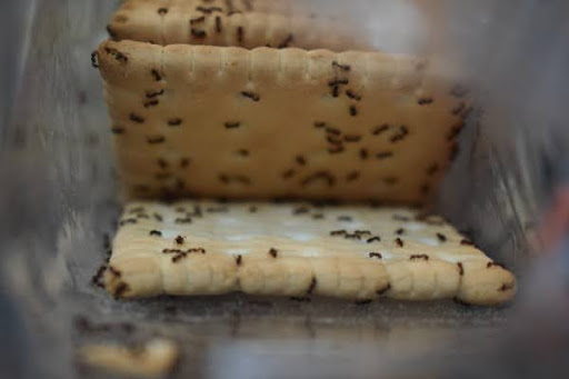 Ants eating cookies