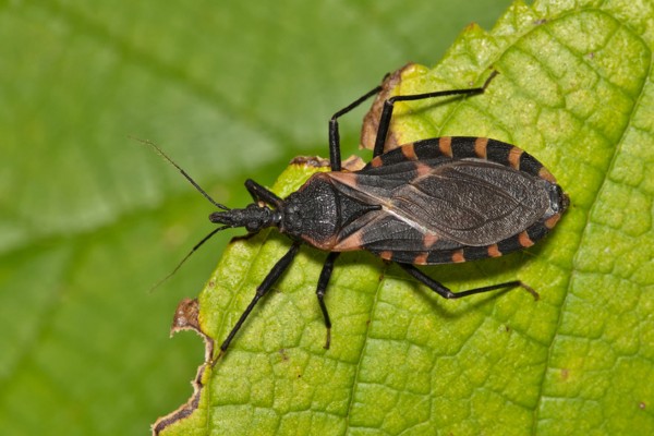 kissing bug on leaf