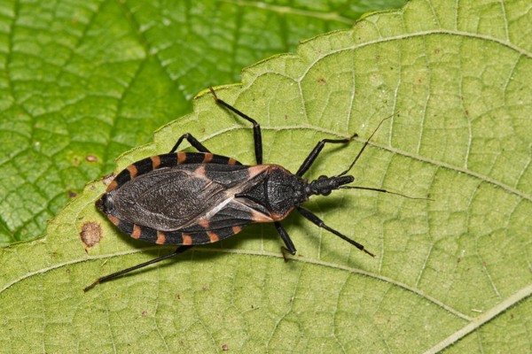 kissing bug top view