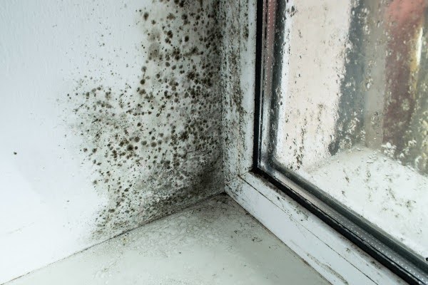 Mold by window