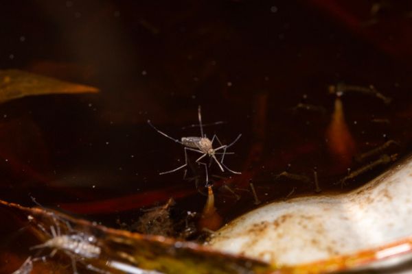 mosquito in stagnant water