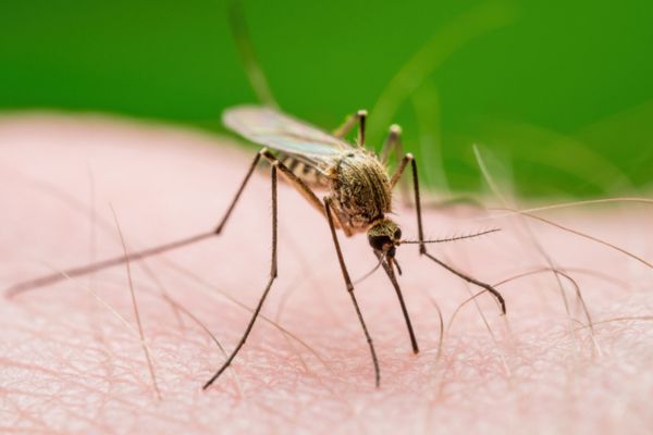 mosquito on human