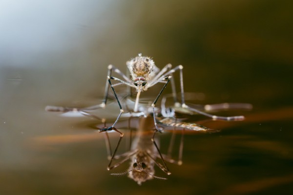 mosquito on water surface