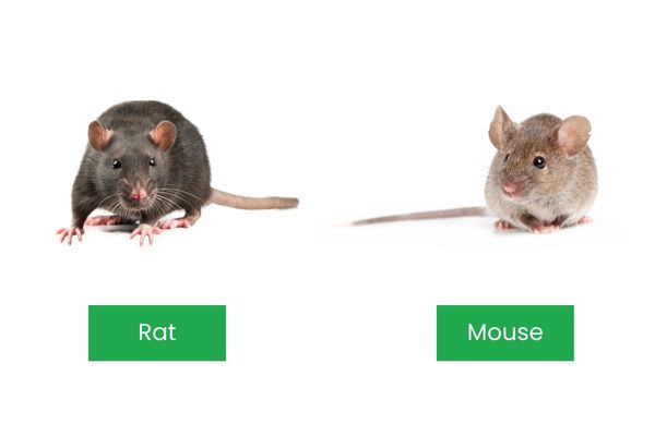 Rat vs mouse
