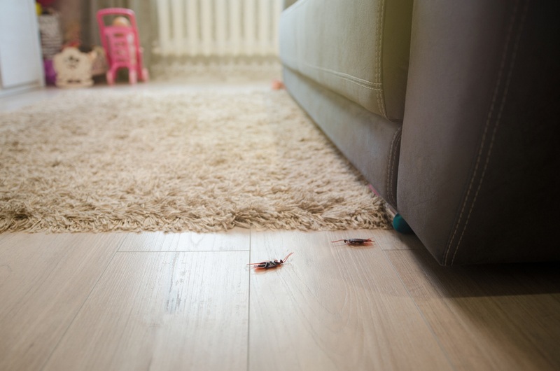 Roaches on living room floor
