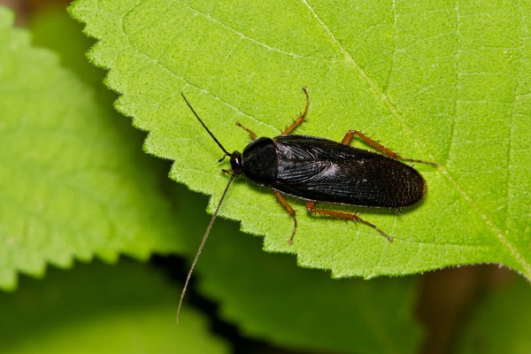 smokybrown roach on leaf