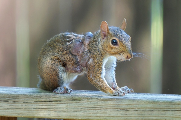 squirrel with botflies