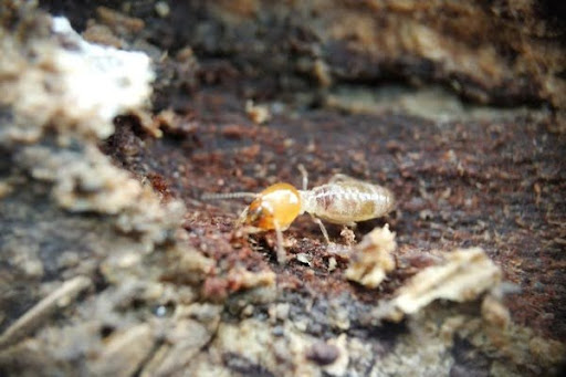 Treatments for drywood termites 