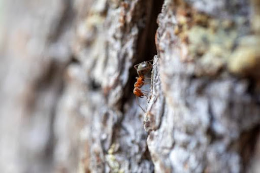 Termite climbing tree