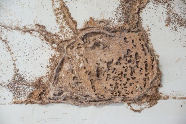 Termite mud tubes