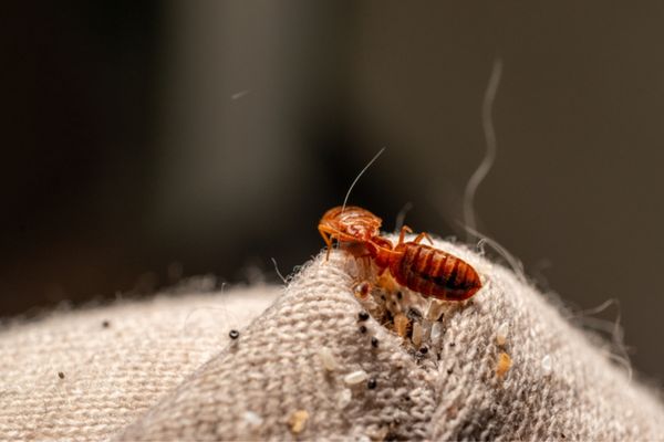 termite on clothing