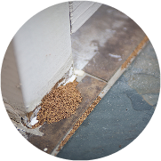 Frass pellets on floor