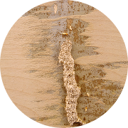 Termite mud tubes