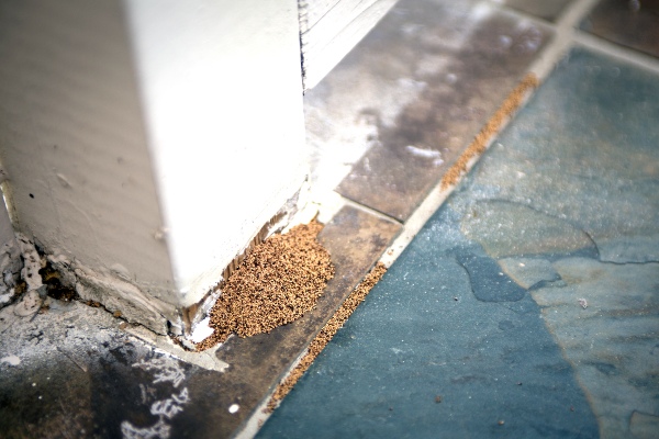 Drywood termite droppings