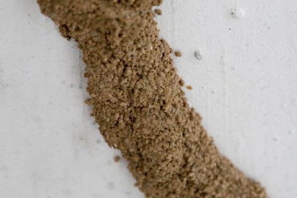Termite mud tube