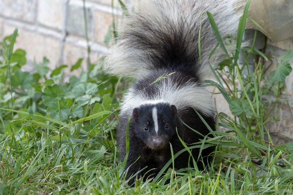 skunk in yard