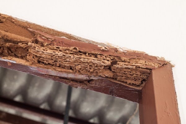 termite damage