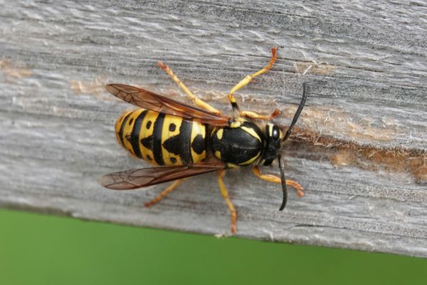 wasp
