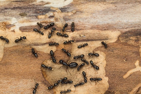 wood ants on wood