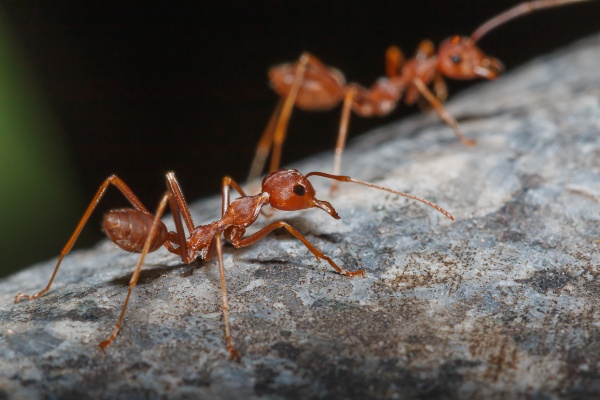 close up of fire ants