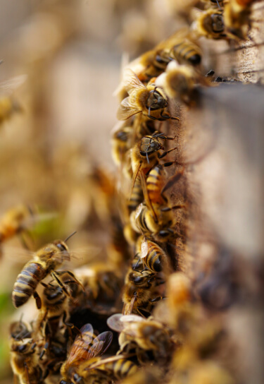Swarm of bees on nest