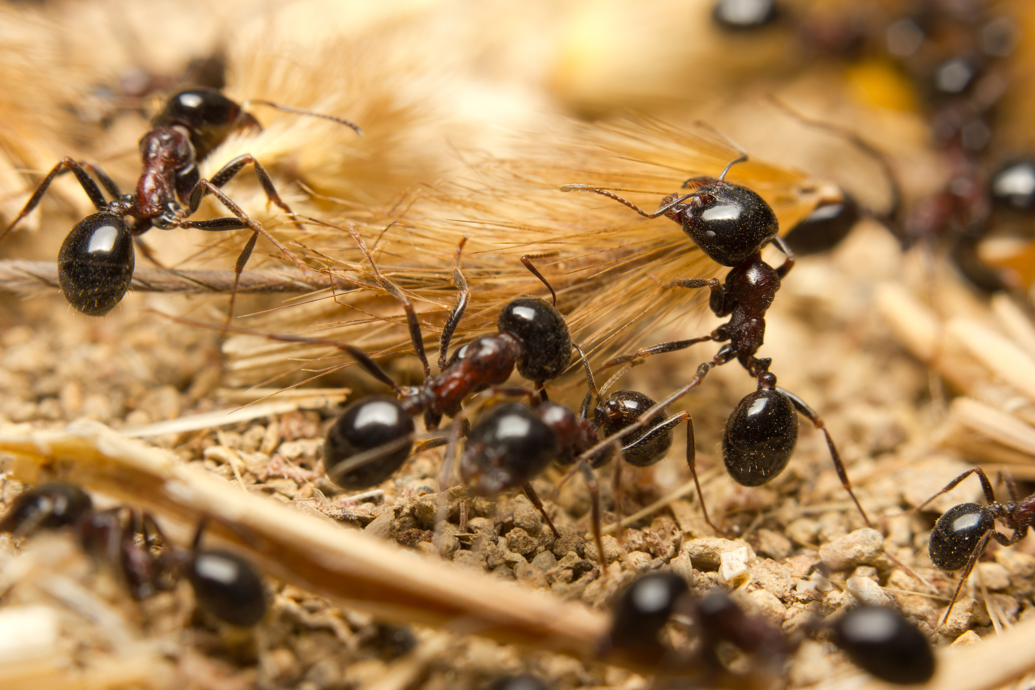 Black worker ants