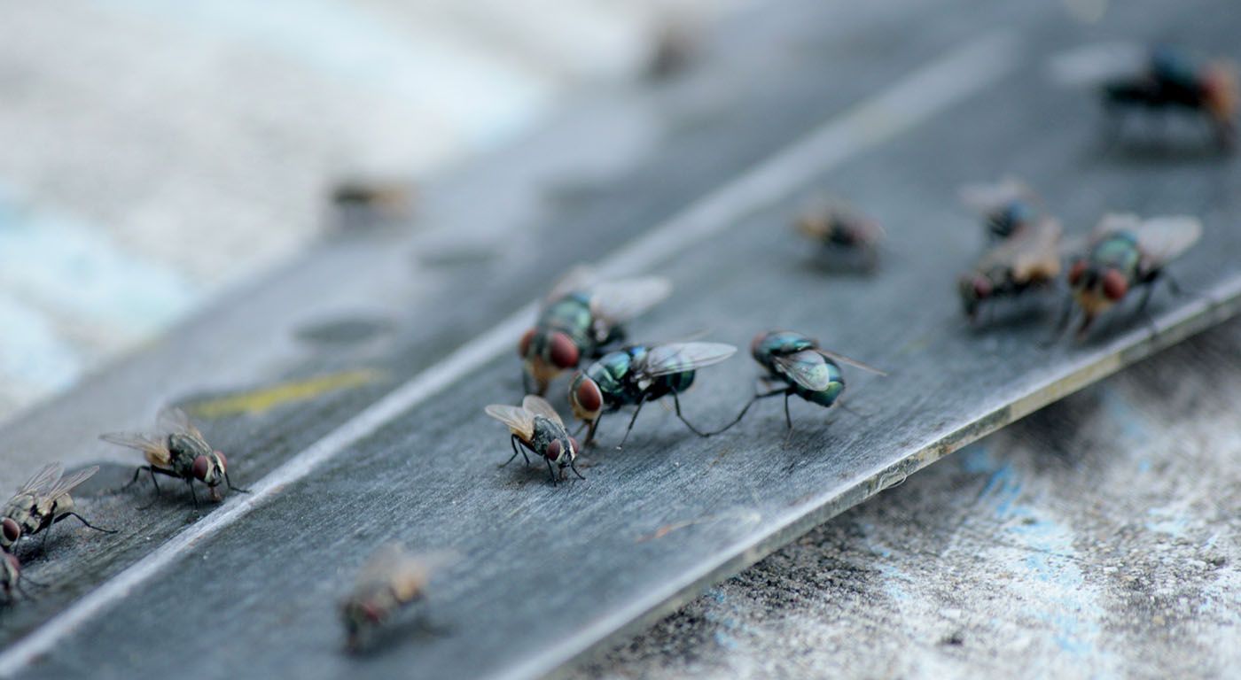 cluster of flies