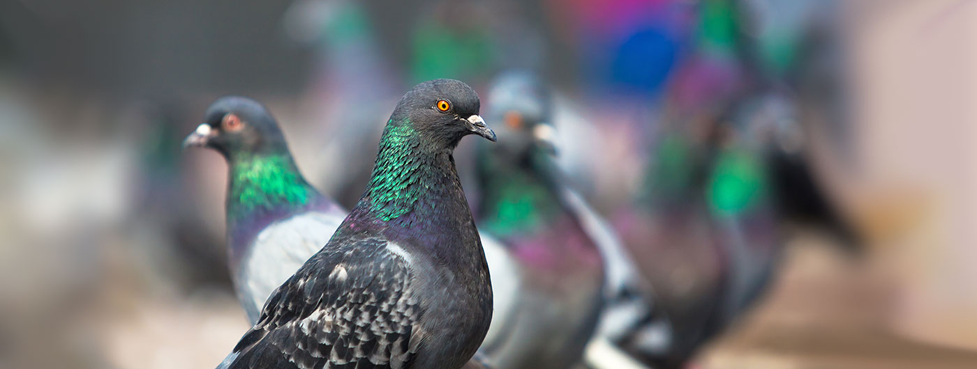 grey green pigeons