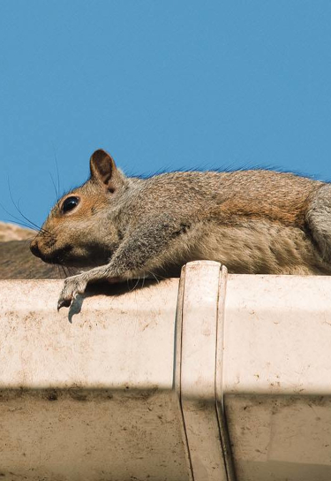 squirrel on gutter