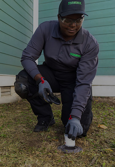 termite control