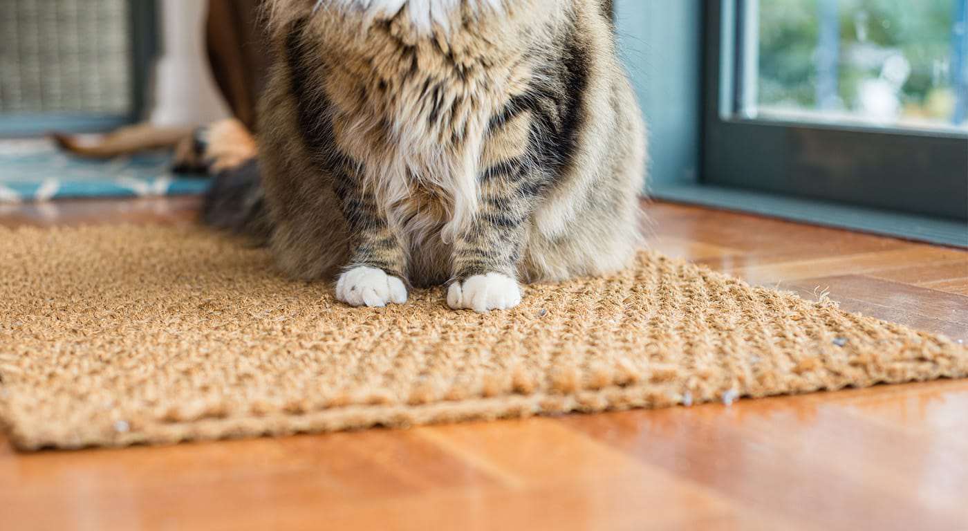 Cat siting on a rug