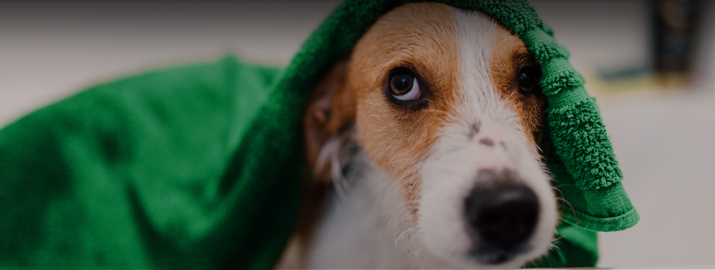 Brown and white dog with a green towel on his head