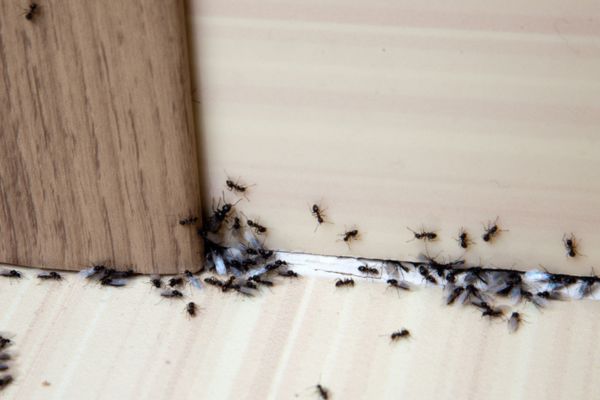 Ants crawling under door crack