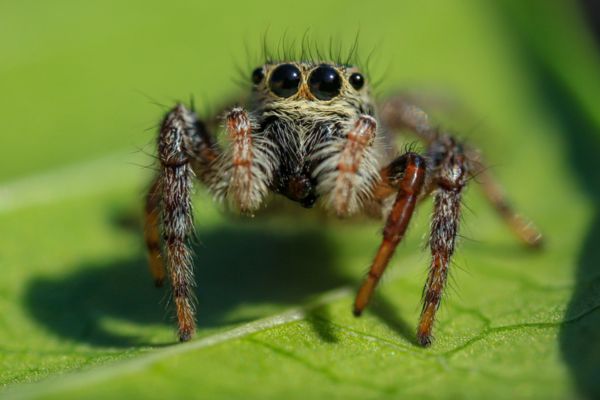 Jumping spider