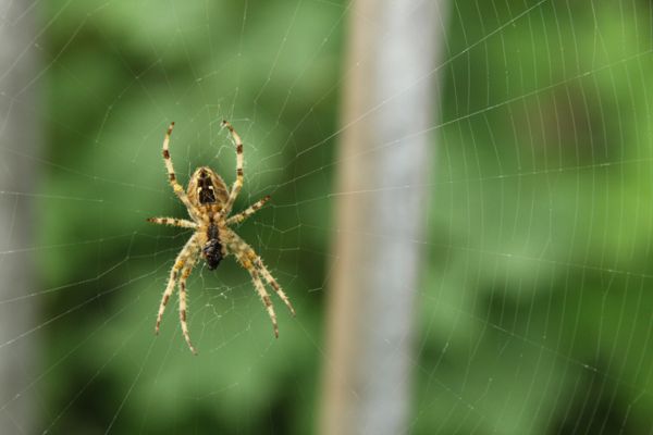 yellow and black spider on a web