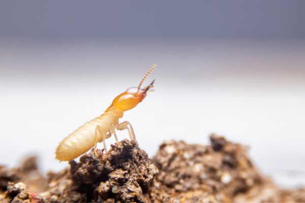 termite on a rock