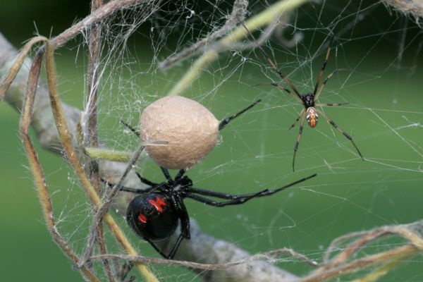 spider eggs