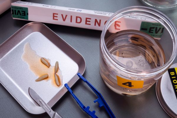 forensic entomology tools