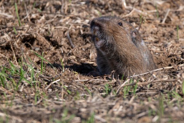 a gopher emerging from the ground