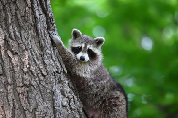 Raccoon climbing a tree