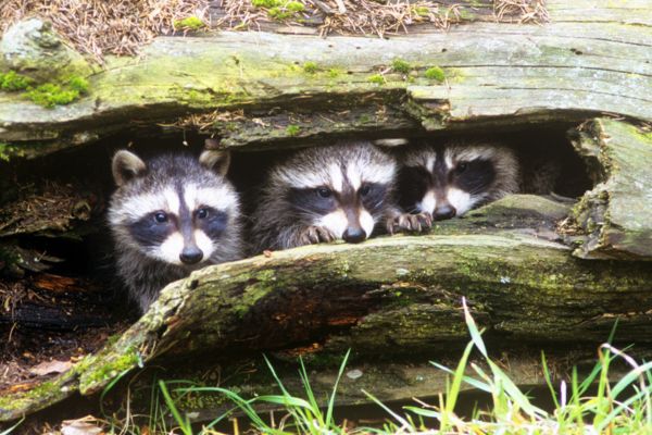 Raccoons hiding in a tree