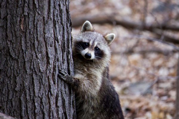 Raccoon climbing a tree