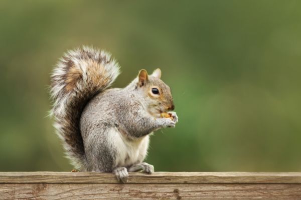 Squirrel eating food