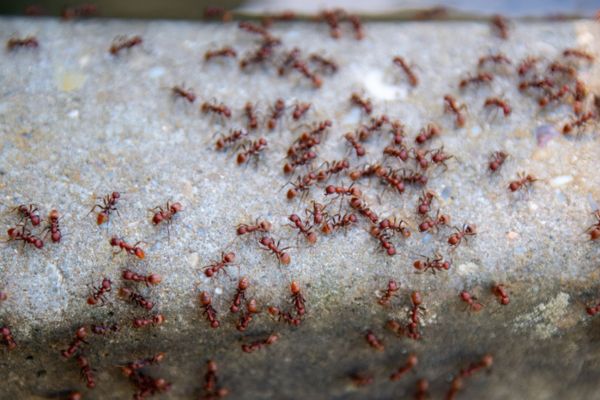 Ants crawling on cement