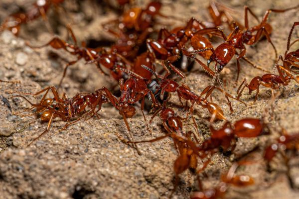 colony of army ants