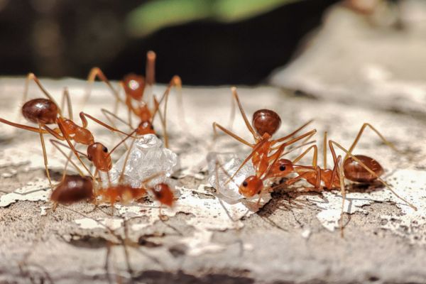 Colony of tawny crazy ants