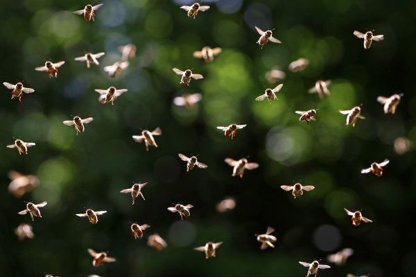flying swarm of bees
