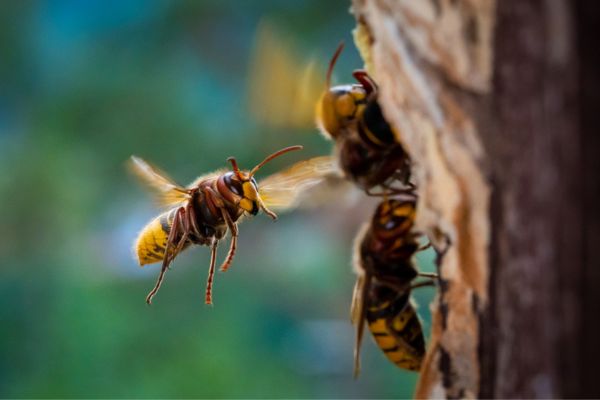 wasps flying 
