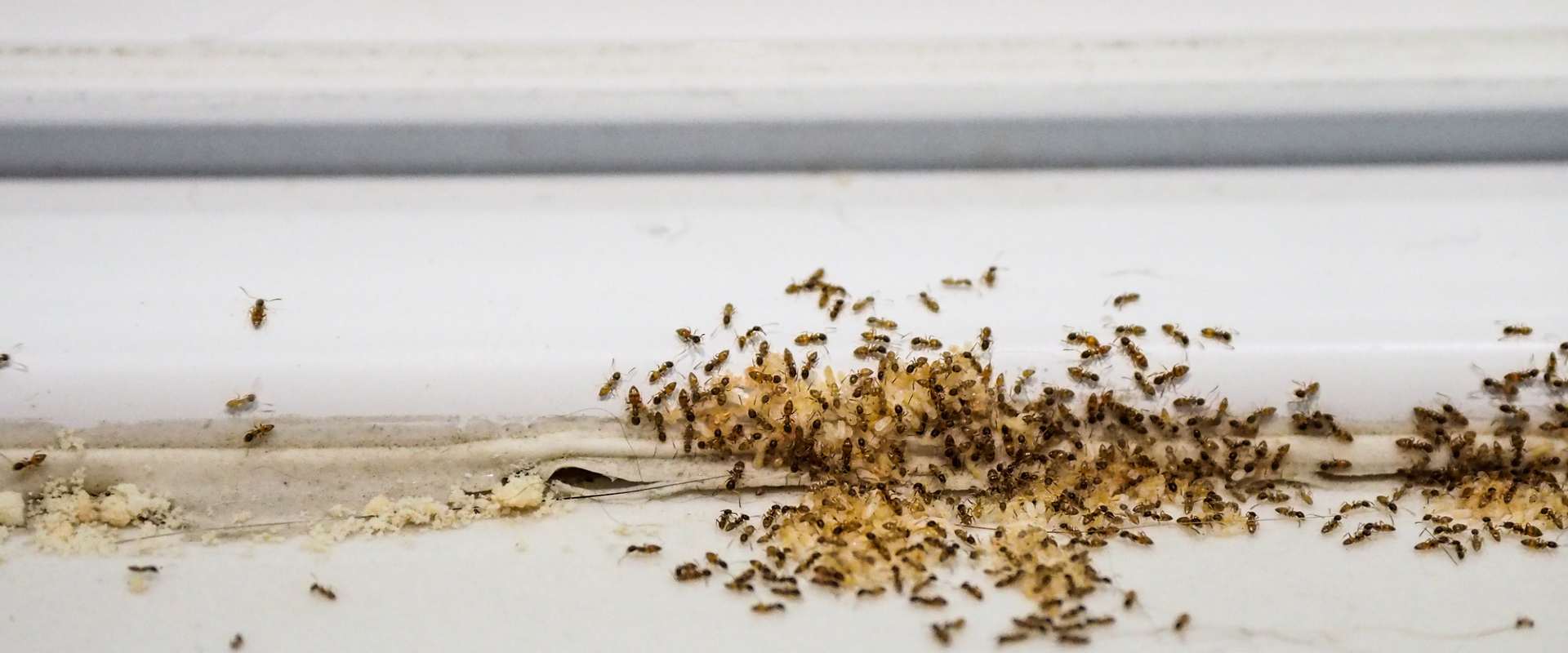 ants hero image desktop size